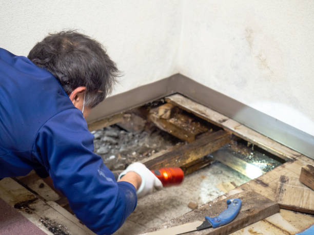 Best Mold Removal Process  in Stevens Point, WI