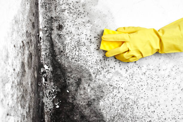 Best Attic Mold Removal  in Stevens Point, WI