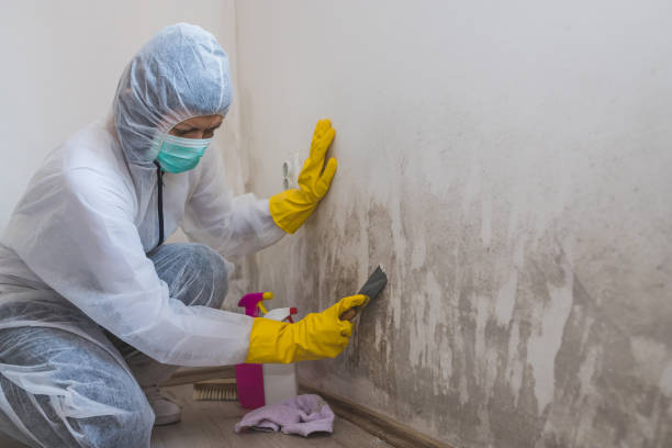 Best Fast Mold Removal  in Stevens Point, WI