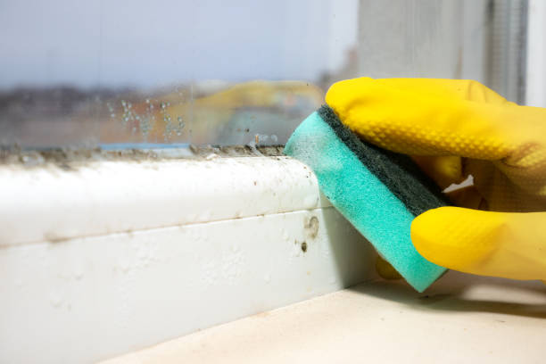 Best Fast Mold Removal  in Stevens Point, WI