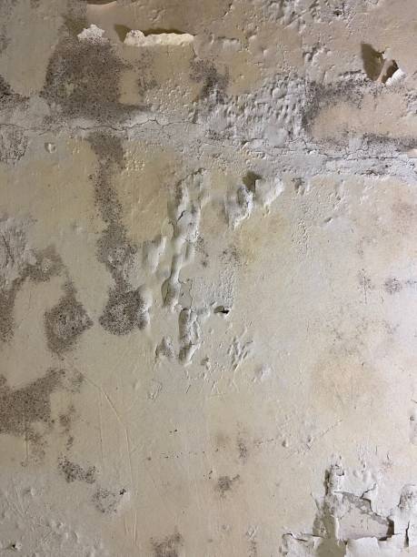 Best Mold Damage Repair  in Stevens Point, WI