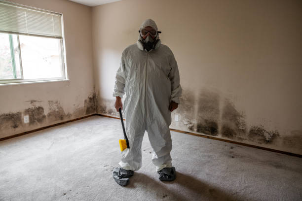 Reliable Stevens Point, WI Mold Removal Solutions