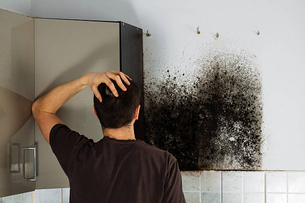 Best Local Mold Removal Service  in Stevens Point, WI